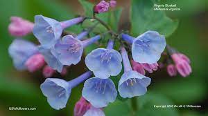 We offer illinois flowers, balloon and gift basket delivery. Us Wildflower S Database Of Blue Wildflowers For Illinois