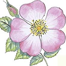 The second page then examines why the golden section is used by nature in some detail, including animations of growing plants. 10 Step Drawing Nature Draw 60 Plants Animals In 10 Easy Steps Amazon Co Uk Woodin Mary 9781782218555 Books