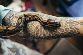 Tatuaggi di tempo tatuaggi musica tatuaggi braccio tatuaggio wicca tatuaggio fiore della vita disegni per tatuaggi arte del serpente tatuaggi scheletro tatuaggi maschili tatuaggio da. Serpente Strisciante Sul Braccio Maschile Con Tatuaggio Rettile Parte Del Corpo Stock Photo 167533684