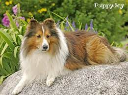 Dogs, puppies for sale classifieds. Toy Sheltie Puppies For Sale Near Me