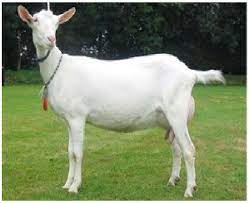 The domestic goat is descended from the wild goat, capra aegagrus. Saanen Goat In Nur Sultan Online Store Bkn Too Buy Saanen Goat Nur Sultan Kazakhstan Bkn Too Allbiz
