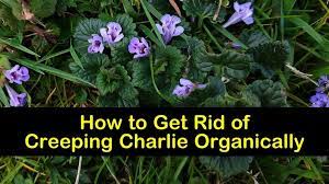 Any open areas in your landscape, such as planting beds, can be areas that creeping charlie love. 4 Easy Ways To Get Rid Of Creeping Charlie Organically