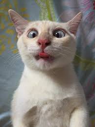 What A Cute Little Funny Face Funny Cat Faces Funny Animal Pictures Cute Cats And Dogs