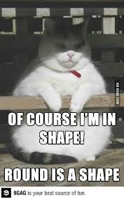 Por Supuesto Que Estoy En Forma Redondo Es Una Forma P Fatcatsdiet Funny Animal Memes Animal Jokes Cute Funny Animals