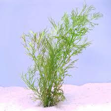 Image result for Ceratopteris thalictroides