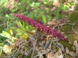 Image result for Bulbophyllum scaberulum