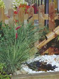 Image result for Melinis longiseta