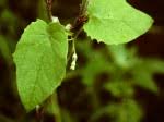 Image result for Ceropegia paricyma