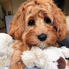 Pin On Dachshund Mix