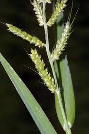 Image result for Echinochloa pyramidalis