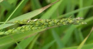 Image result for Anthephora