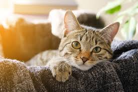The 7 Best Cat Subscription Boxes Of 2021