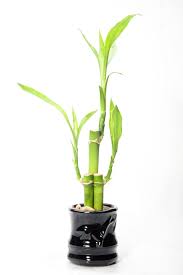 Jointed stalks with a tuft of strappy leaves sprouting either from their tops or from the side of their upper joints. Dracaena Sanderiana Wikipedia