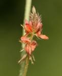 Image result for Indigofera praticola