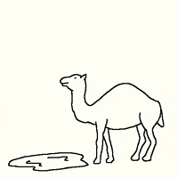 Like other whole foods, when it is tampered with, water loses most of its precious healing drink it if you dare. Camel Drinking Gifs Get The Best Gif On Giphy
