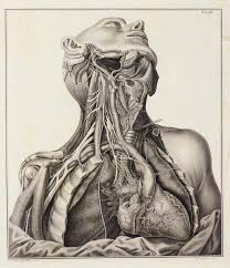 First Edition Scarpa S Anatomic Masterpiece The Seven Life Size Plates Engraved From Scarpa S Own Drawings Medical Drawings Anatomy Art Medical Illustration