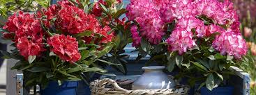 This smaller, low growing plant is said to be a shy bloomer, but when it does, the flowers are deep red. Rhododendron Hortinno