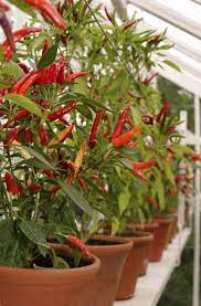Growing Peppers In Planters How To Grow Pepper Plants In A Container Growing Peppers Pepper Plants Chilli Plant