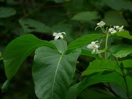 Image result for Holarrhena floribunda