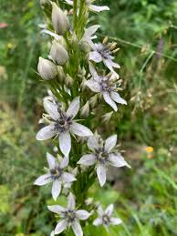 Image result for Swertia kilimandscharica