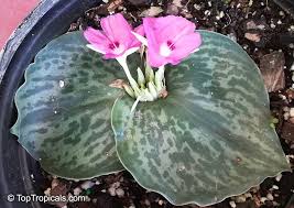 Image result for Kaempferia