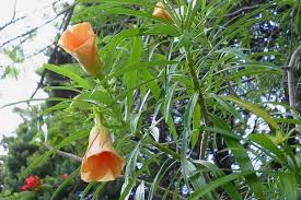 Image result for Cascabela thevetioides