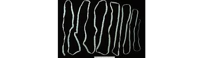 Image result for Beef Tapeworm