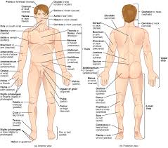 The term smooth muscle refers to a muscle of the human body that is part of an involuntary muscle group. Human Body Parts List Examples