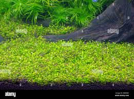 Image result for Glossostelma