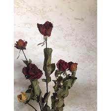 We did not find results for: Bunga Mawar Kering Dried Mawar Bunga Kering Rustic Shopee Indonesia