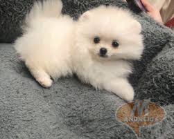 Pomeranian Cachorros Madrid 36380022