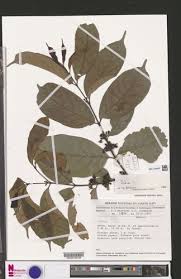 Image result for Aidia micrantha