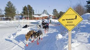 Clique gauche sur play pour débuter le jeu. Bien Etre Animal Les Courses De Chiens De Traineau Remises En Question Le Soir Plus