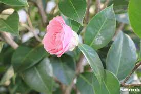 Camellia Japonica Flower How To Plant Care For Different Varieties Plantopedia
