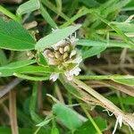 Image result for Trifolium semipilosum