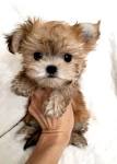 Morkie Puppies For Sale - Yorktese Puppies | Greenfield ...
