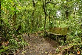 Santa elena esta ubicada en el area norte de la provincia de puntarenas sobre la cordillera tilaran y es un pequeño pueblo localizado a pocos kilómetros al norte de la refrescante reserva biologica de bosque nuboso de monteverde. Santa Elena Cloud Forest Reserve The Cloud Forest Guide