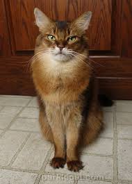 Here's how to get your own. Getting Judgy About The Zoom Cat Lawyer Summer S Fabulous Cat Life