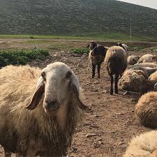 صور من فلسطين mohammad omar hamdan instagram photos and videos instagram photo omar photo