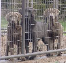Silver and charcoal kennels are breeders of silver, fox red, charcoal, white & champagne labrador retriever puppies. Silver Charcoal Pointing Labradors Pointing Labs For Sale Lankas Labs
