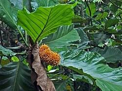Image result for Artocarpus