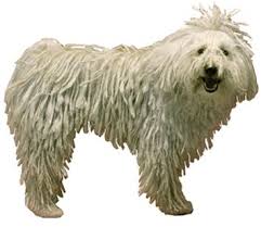 Image result for Komondor