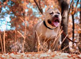 Help My Dog Is A Banned Pit Bull Environmental And Animal Defense