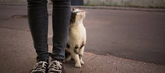 I do understand that sometimes cats can do annoying cats rub up against a thing/owner because they want to mark their scent. Weird Cat Behavior Explained Learn More On Litter Robot Blog