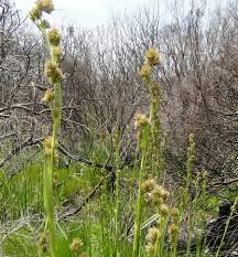 Image result for Asterochaete