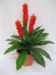 Ginger Plant Pictures Thanks For Reading Ginger Plants Plants Ginger Plant Ginger Flower