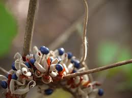 Image result for Rhynchosia holstii