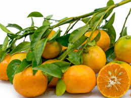 We did not find results for: 8 Different Types Of Tangerines With Images Asian Recipe