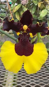 Image result for Ozoroa gomesiana