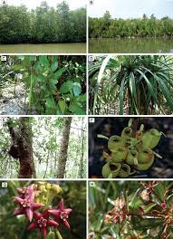 Orchid forest cikole bandung taman wisata alam yang menawarkan berbagai aktivitas dengan harga tiket yang relatif murah. A Checklist Of Vascular Plants And Uses Of Some Species For Livelihood Making In Setiu Wetlands Terengganu Malaysia